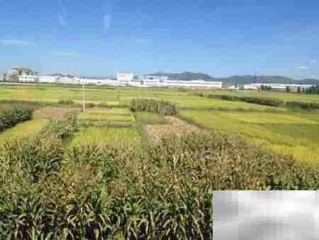 玉米收购账务处理指南