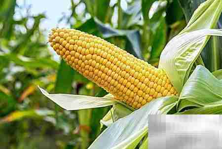 玉米收购账务处理指南