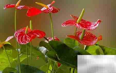 常年开花好养的花卉推荐