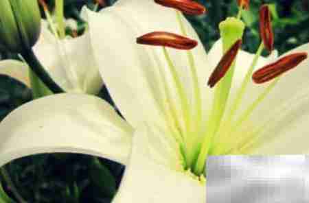 常年开花好养的花卉推荐