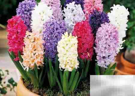 常年开花好养的花卉推荐