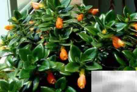 常年开花好养的花卉推荐