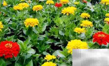 常年开花好养的花卉推荐