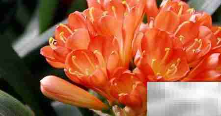 常年开花好养的花卉推荐