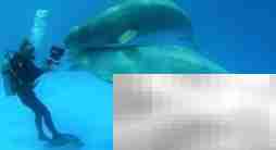 潜水常见问题速答