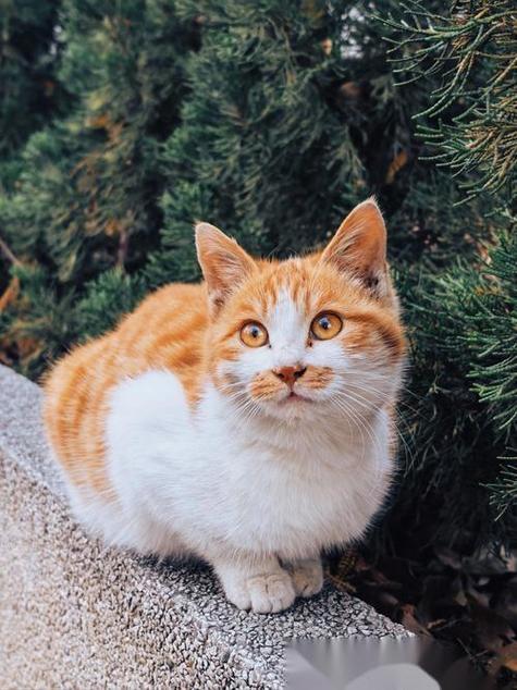 猫一直盯着我看是为什么