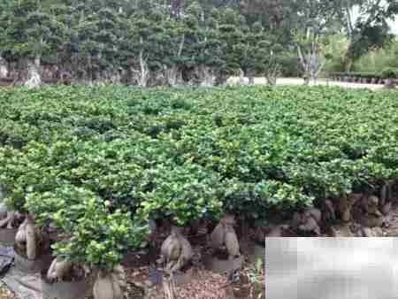 2017苗圃投资指南