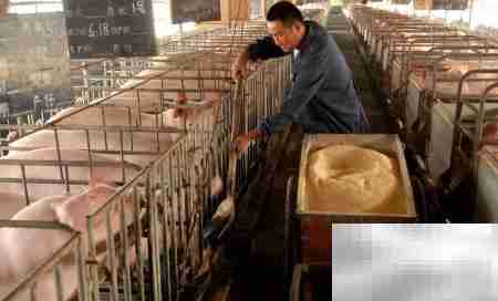 养猪场管理四大关键