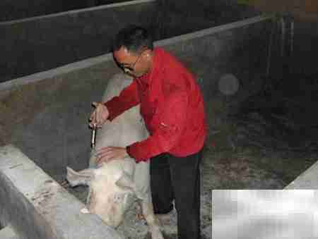 养猪场管理四大关键