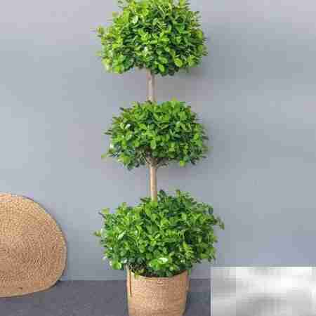 摇钱树养护全攻略