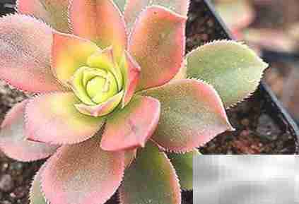 艳日辉养护全攻略