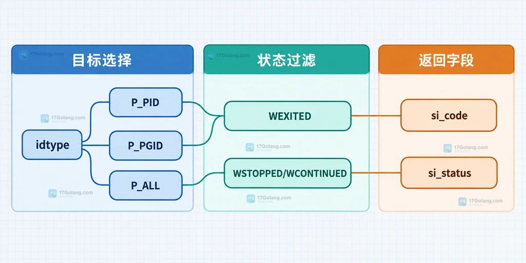waitid 目标选择、状态过滤和 siginfo_t 字段的静态关系说明图